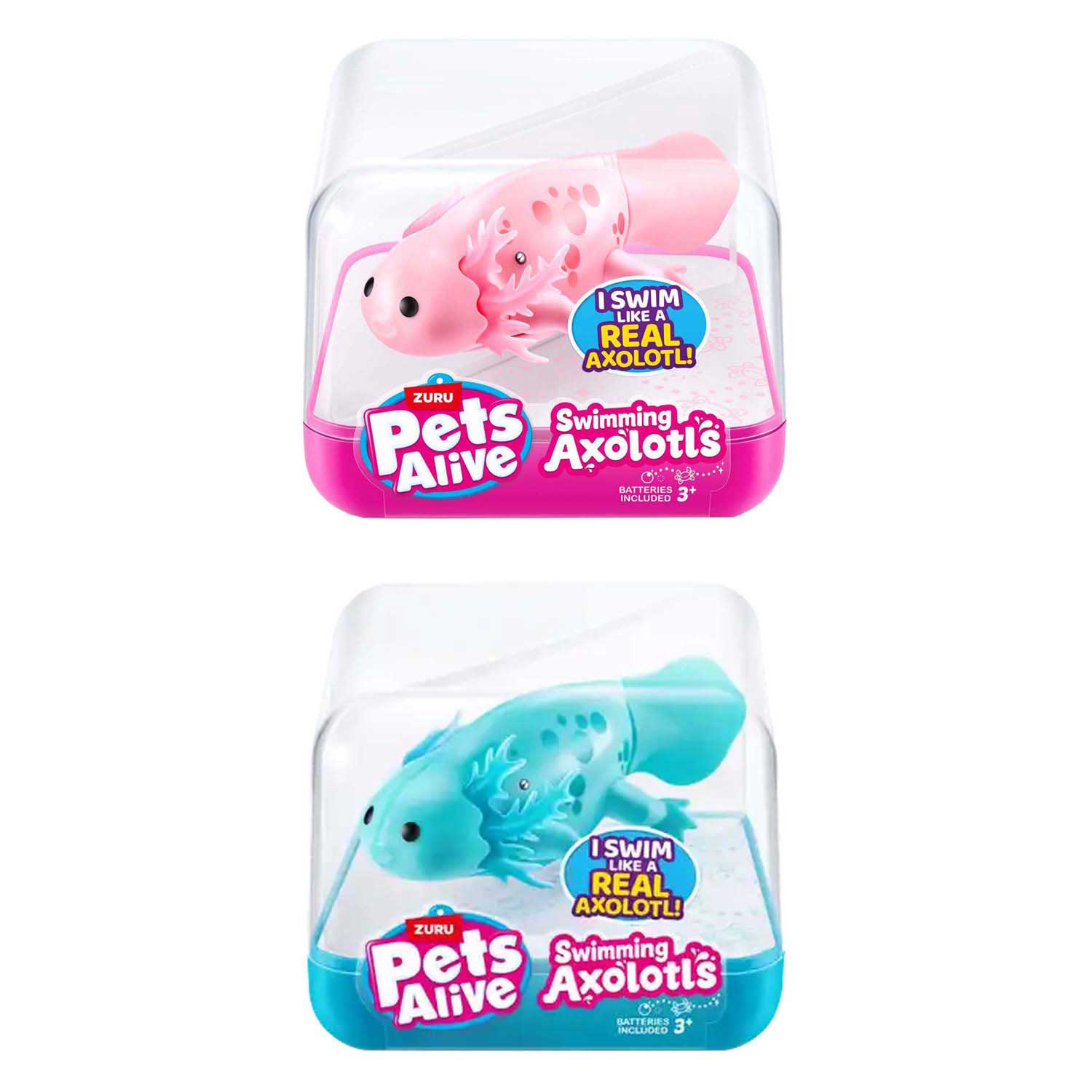 Animaux vivants Axolotl nageur
