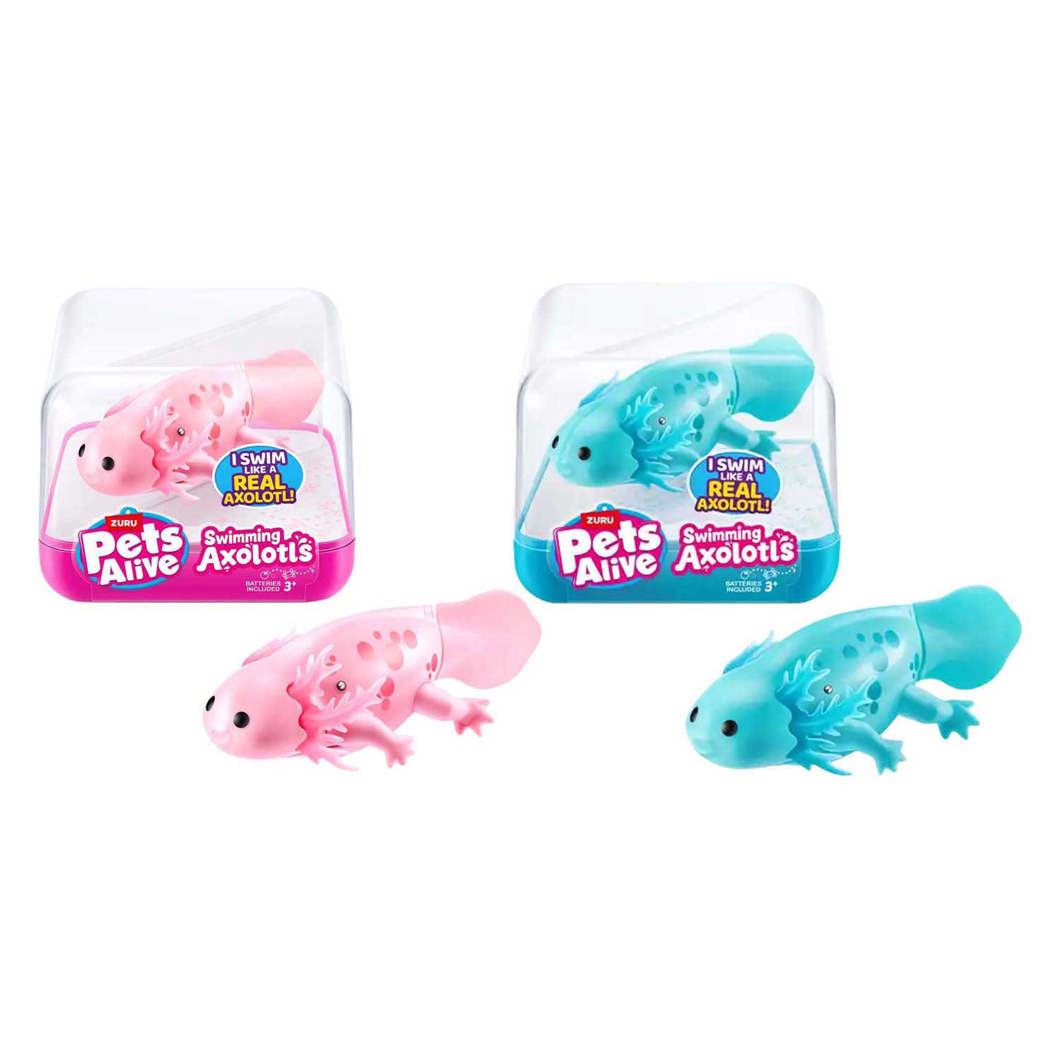 Animaux vivants Axolotl nageur