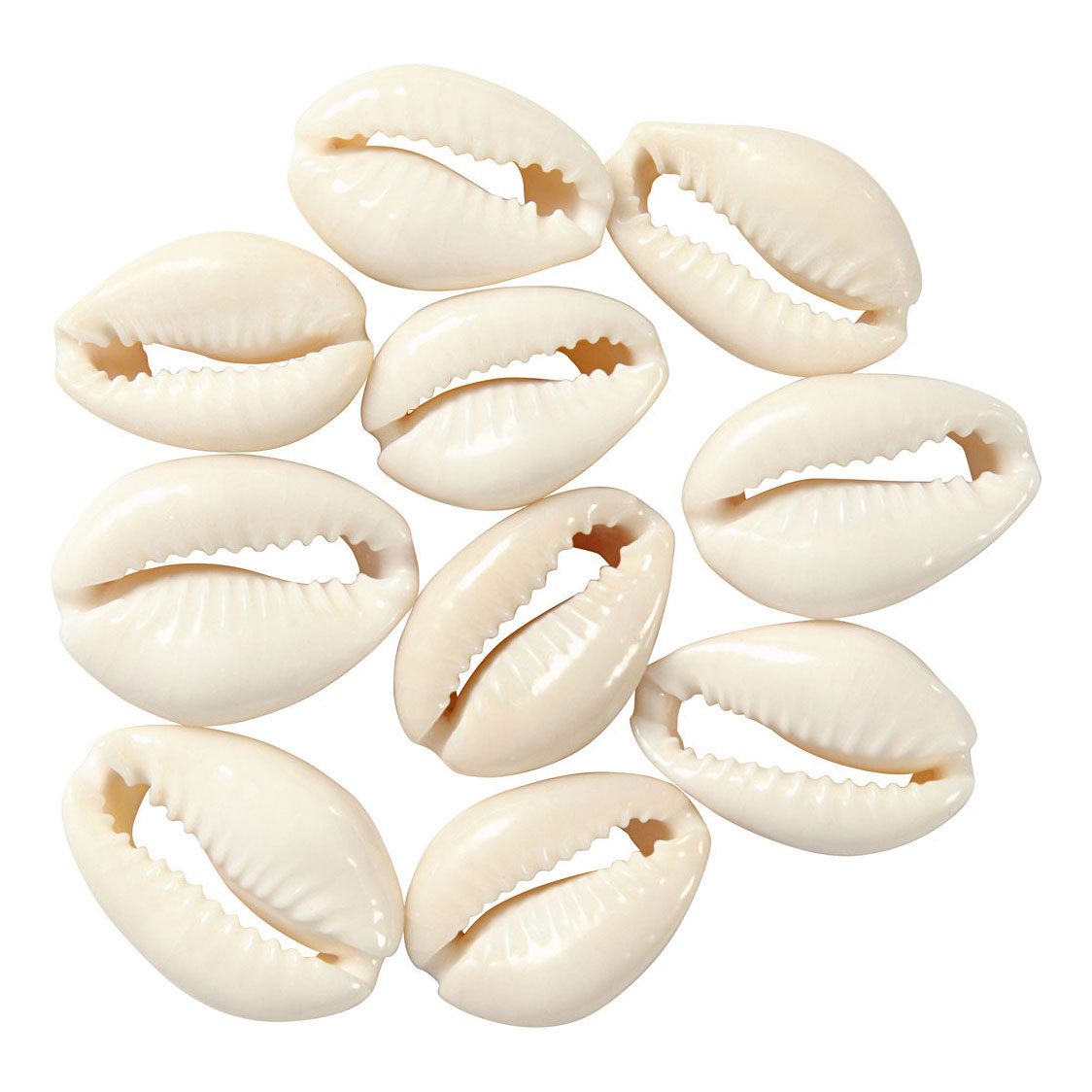 Coquilles blanches, 12 pièces.