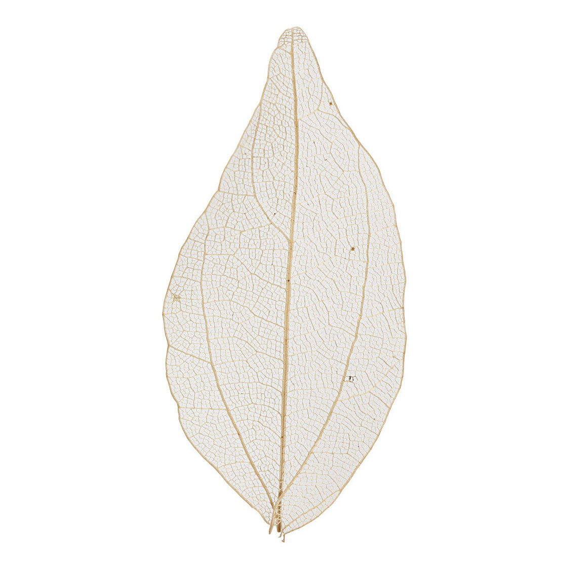 Feuilles de squelette Feuilles séchées naturelles, 20 pcs.