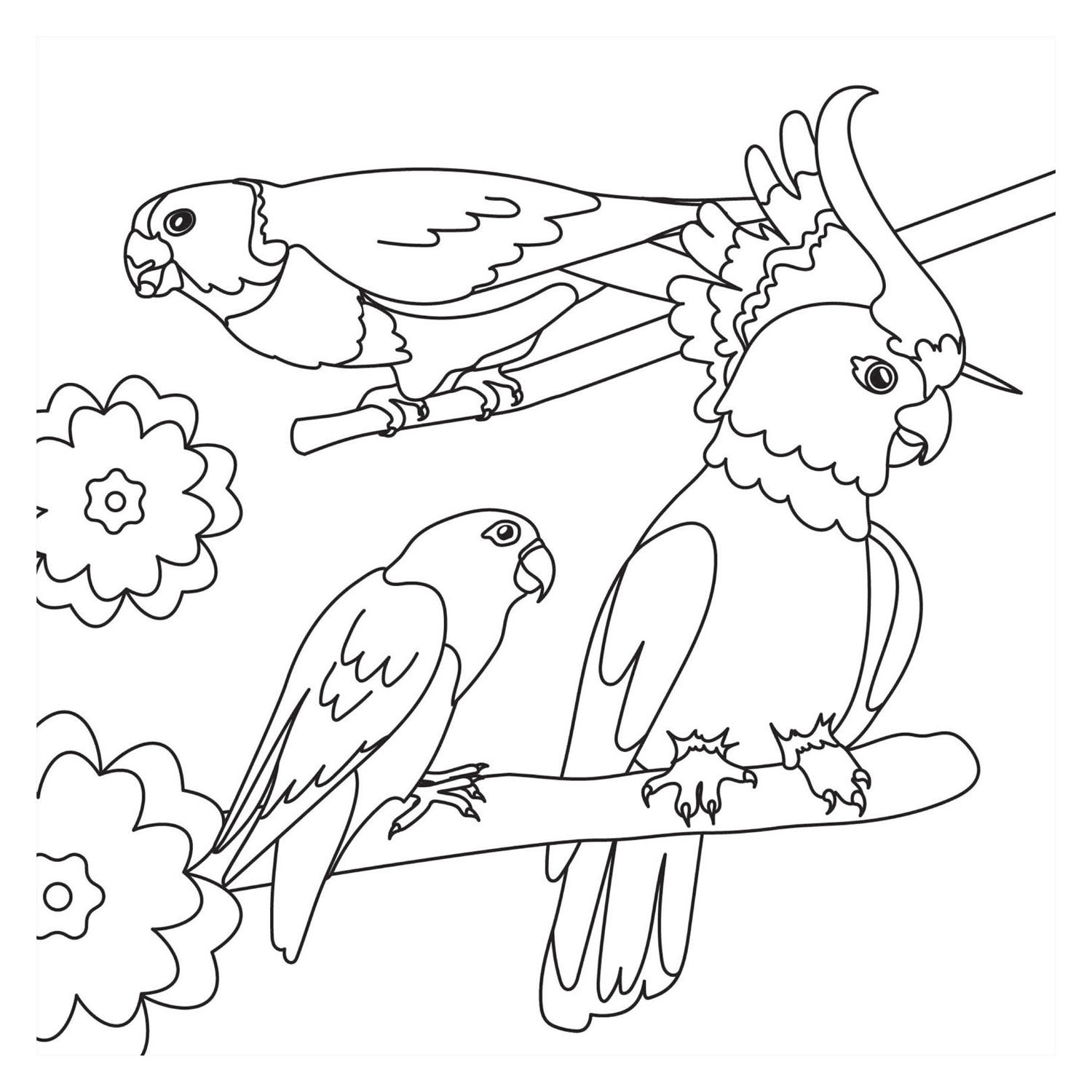 Livre de coloriage - Oiseaux (Nouveau)